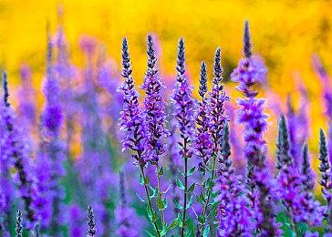 《暧昧梦：AImAIm》免费发布 AI参与制作诡异恐怖新游